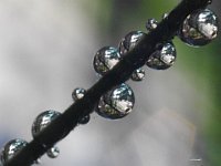 Macro-x-reflets-du-tout-petit